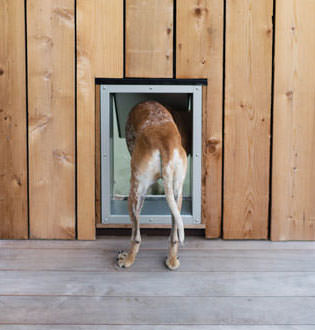 Maddie going through doggie door photo