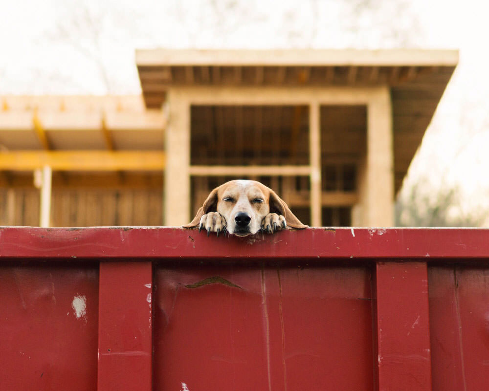 Maddie peaking over a dumpster photo