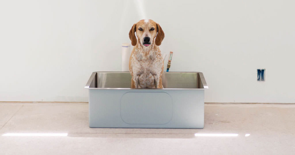 Maddie in a kitchen sink photo