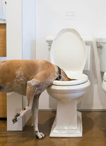 Maddie inspecting the plumbing at a Ferguson Showroom photo